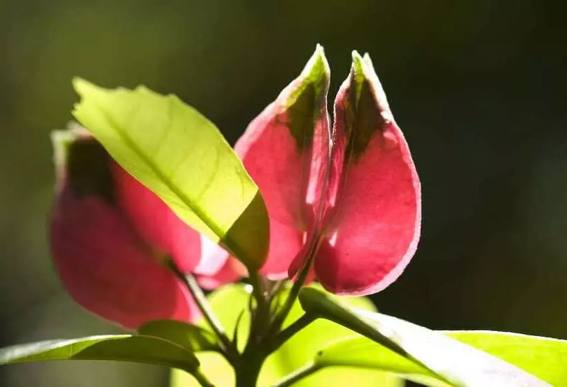 酒店 Mata N'ativa Pousada