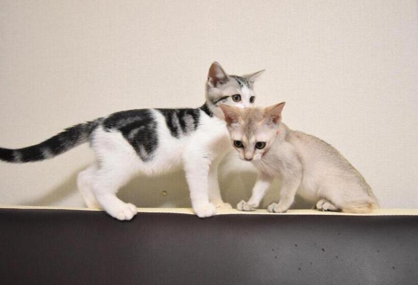 ホテル Regariain   Vacation Stay 85011