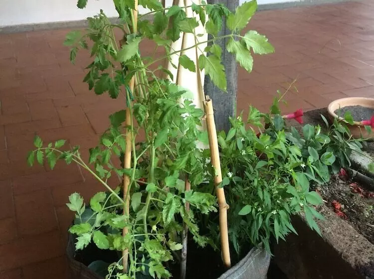 ホテル Torre Del Sole