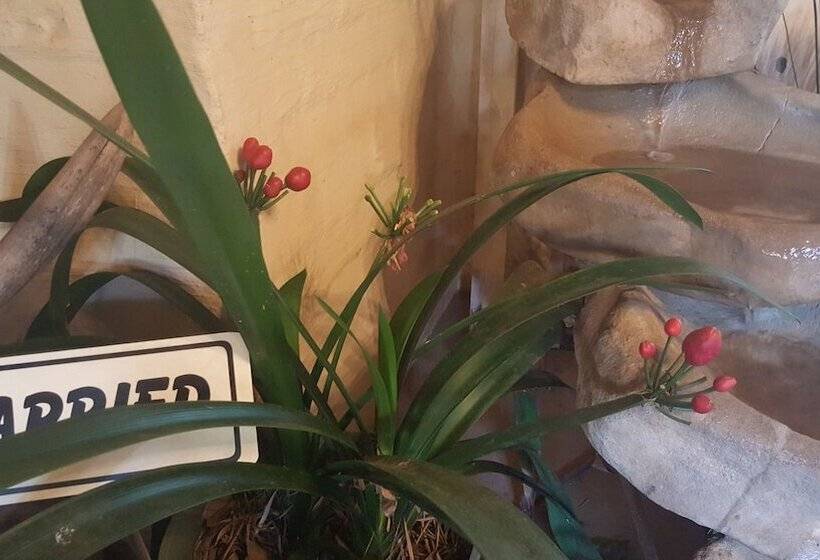 Bed and Breakfast Since 2006 African Silhouette Offers Safe, Tranquil And Highly Recommended Stays