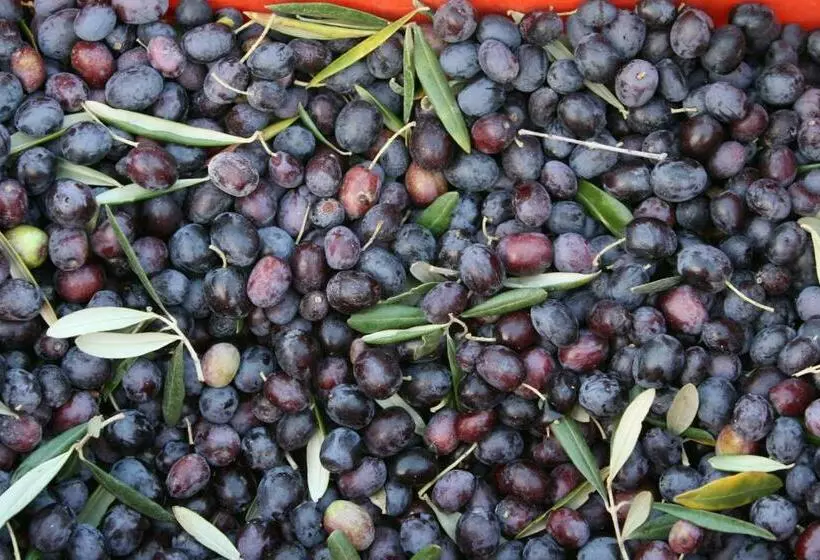 ホテル Agriturismo Amicizia