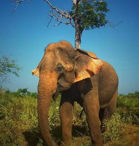 Hotelli Cassia Udawalawe