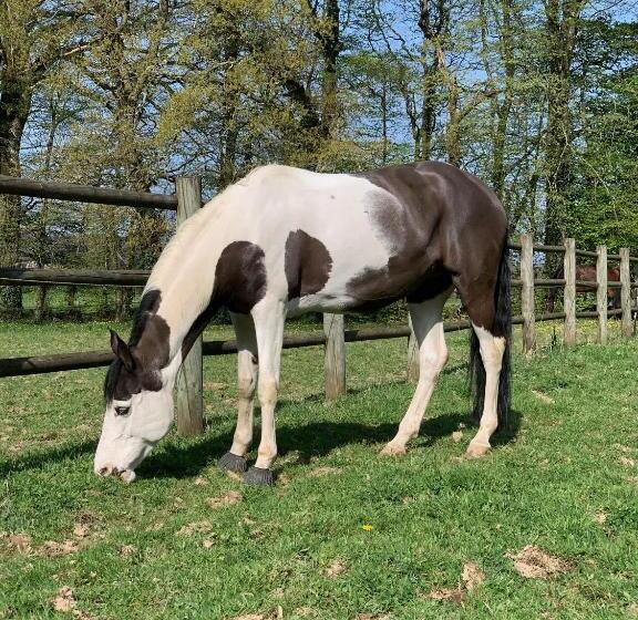بنسيون Manoir De Trégaray