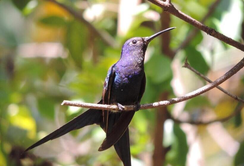 בית מלון כפרי Pousada Vila Dos Pássaros