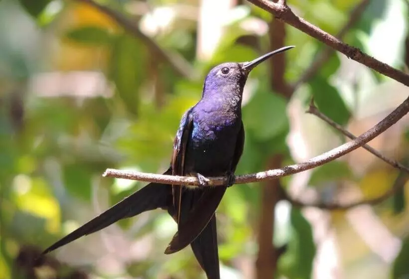 فندق Pousada Vila Dos Pássaros