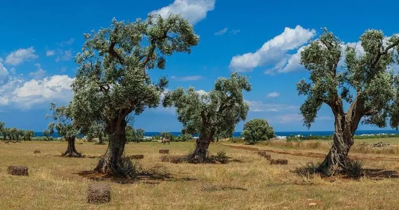 ホテル Masseria Palombara Grande