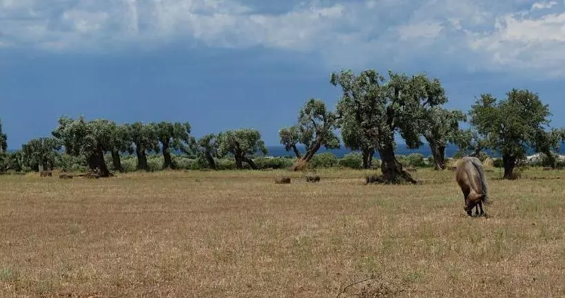 ホテル Masseria Palombara Grande
