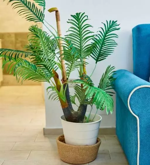 Apartamente Astoria