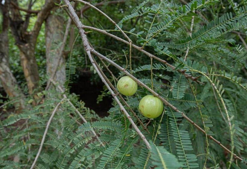 The Croft Resort Premium Farm Stay