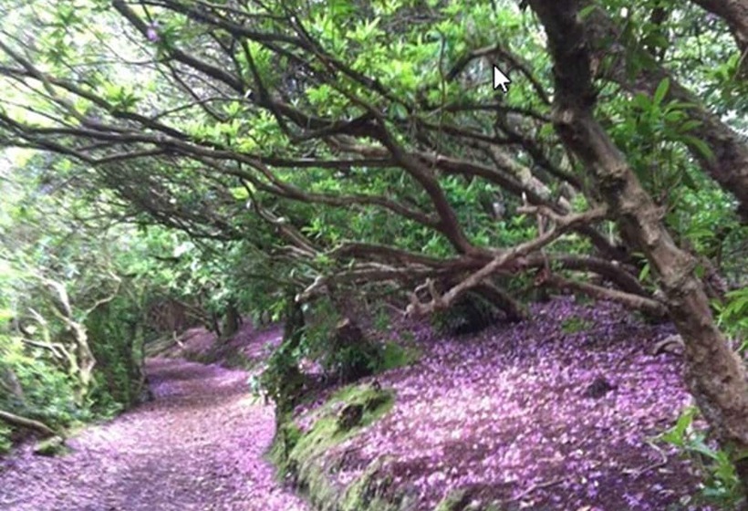 فندق Foley S Kenmare