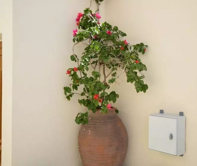 تختخواب و صبحانه Margo Studios