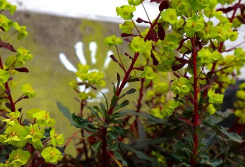 פנסיון De Witte Handt