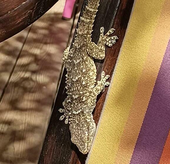 ベッドアンドブレックファースト Chambre A Bizanet