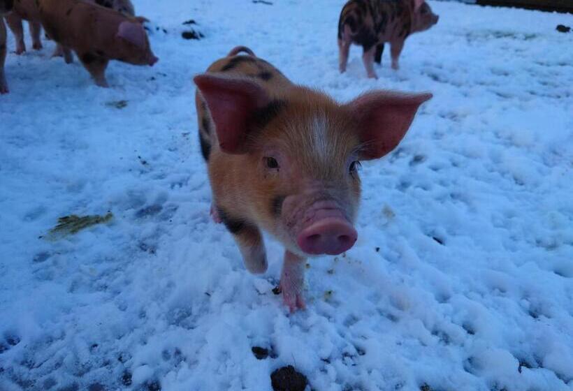 ベッドアンドブレックファースト The Byre North End Farm