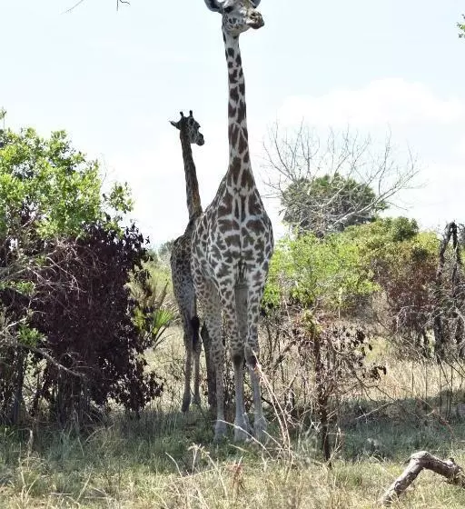 پانسیون Lunguya Annex Lodge