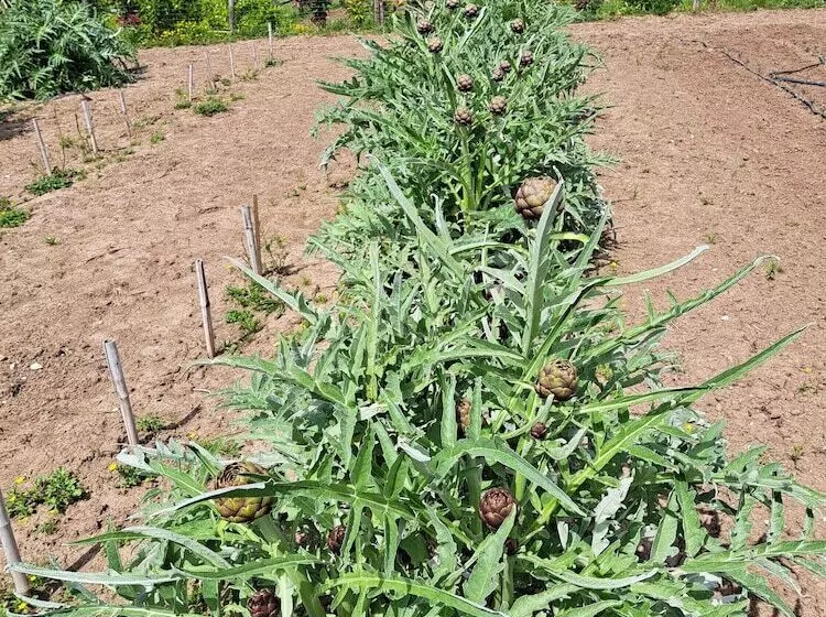 Hotelli Family Farm Soc. Agr. A R.l