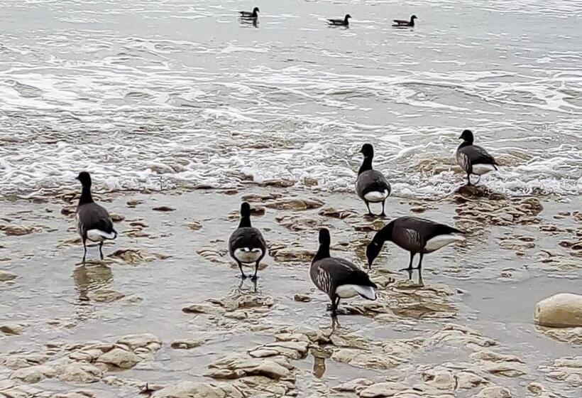 مبيت وإفطار Les Bois Flottés En Ré