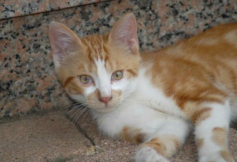 ベッドアンドブレックファースト La Cour Des Amis