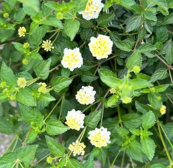 פנסיון Masseria Asteri B&b