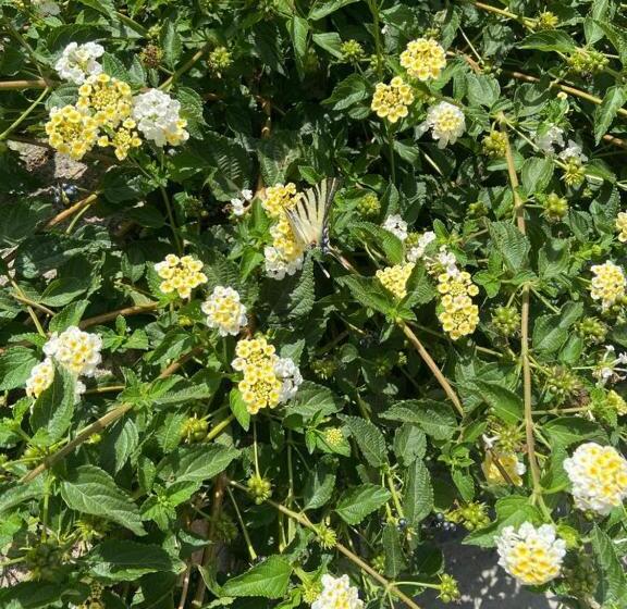 פנסיון Masseria Asteri B&b