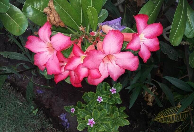 펜션 Molleh Guest House