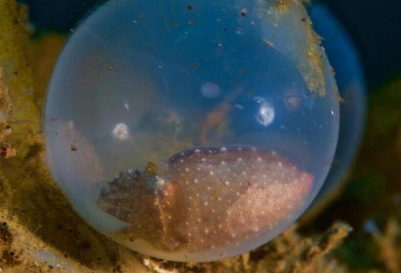 펜션 Molleh Guest House