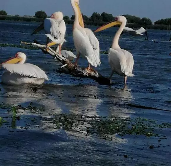 ペンション Vila Lotus