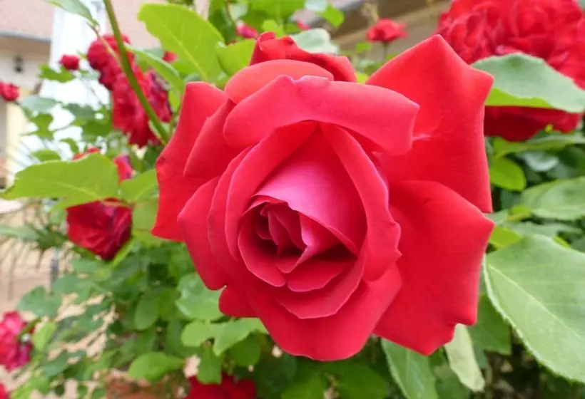 هتل Albergo Giardino