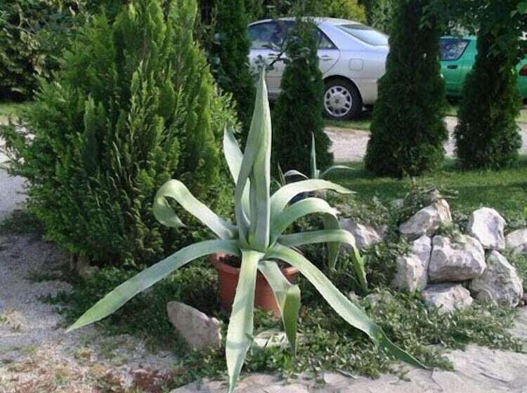 فندق Albergo Giardino