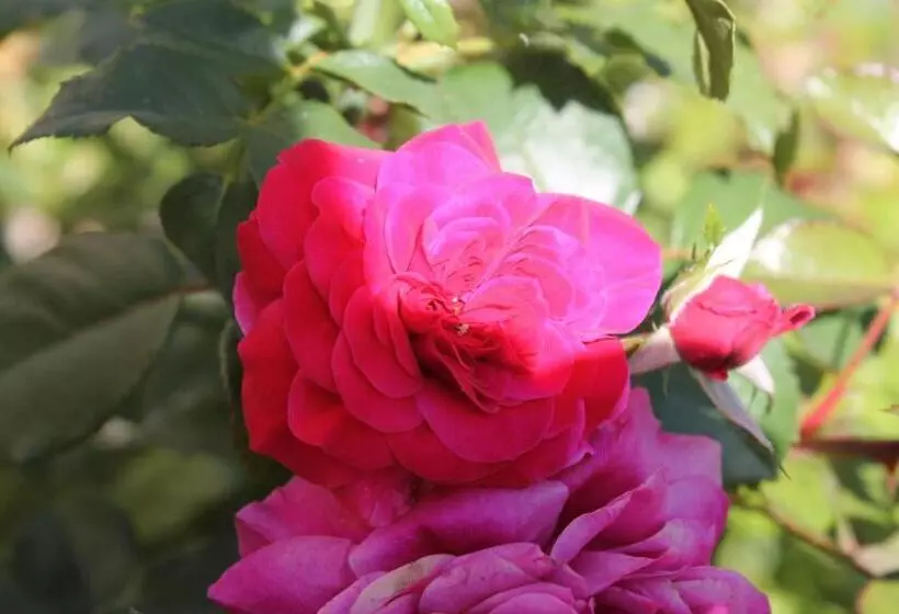 ホテル Agriturismo Poggio Della Rosa