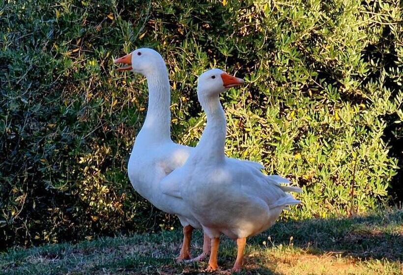 Отель Agriturismo Poggio La Buca