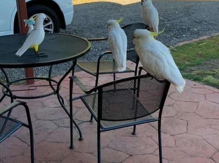 酒店 Halls Gap Valley Lodges