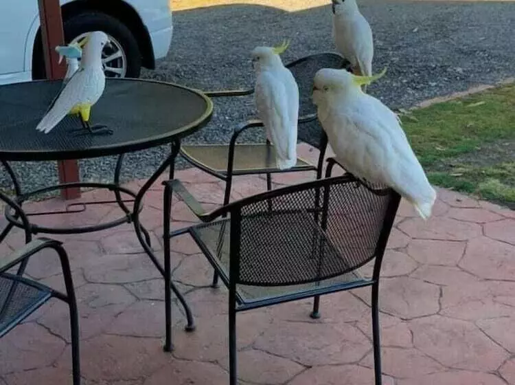 ホテル Halls Gap Valley Lodges
