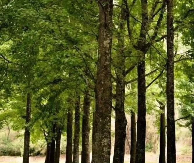 ホテル Mt Buffalo Caravan Park