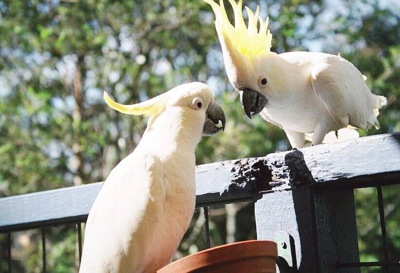 Lorne Bush House Cottages & Eco Retreats