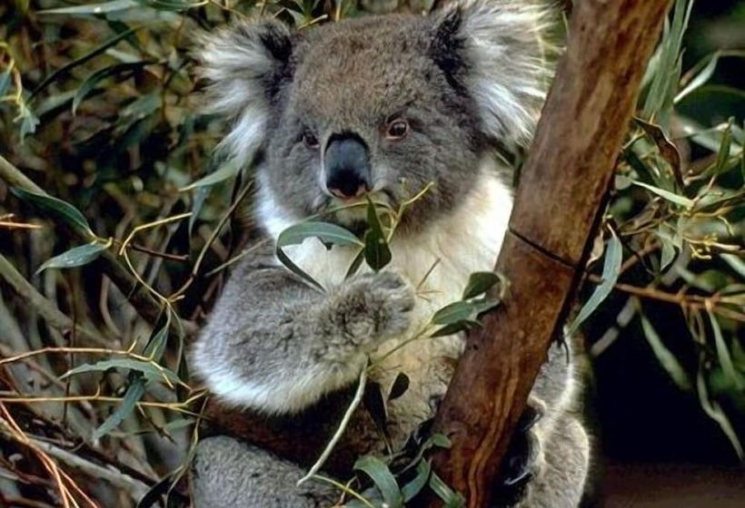 Lorne Bush House Cottages & Eco Retreats