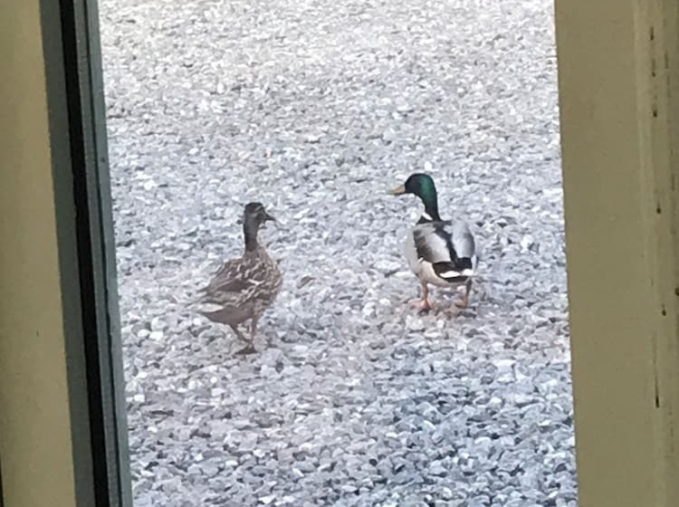 پانسیون The Firs