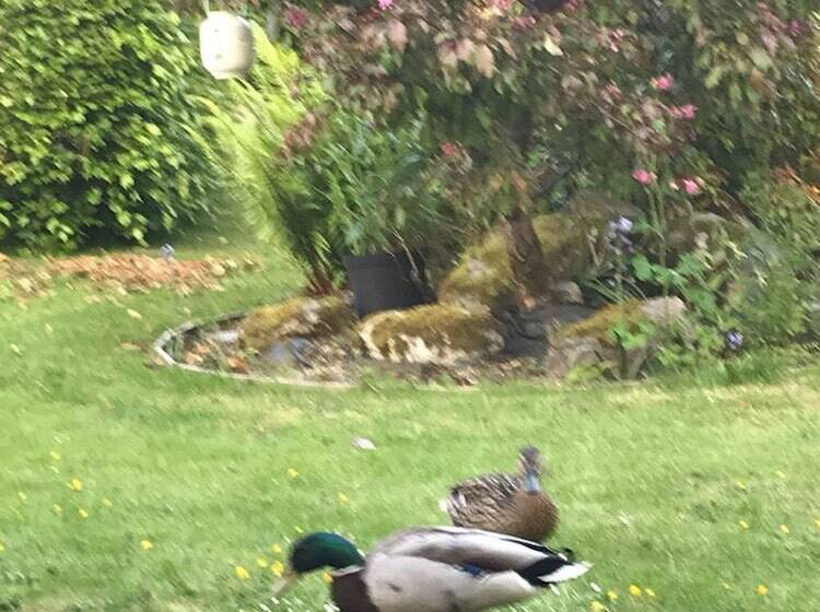 پانسیون The Firs