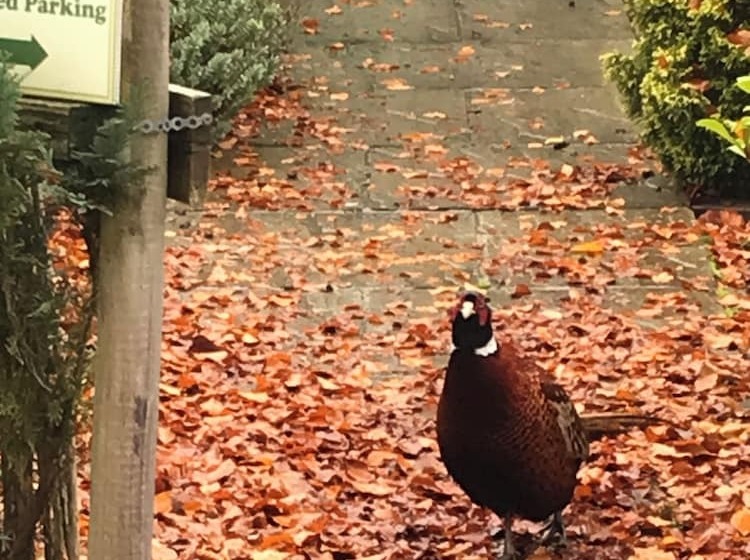 پانسیون The Firs