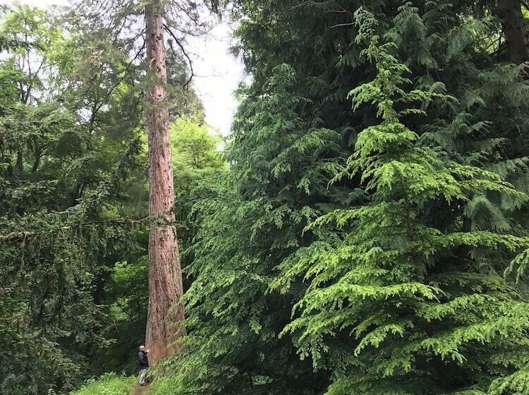 پانسیون The Firs