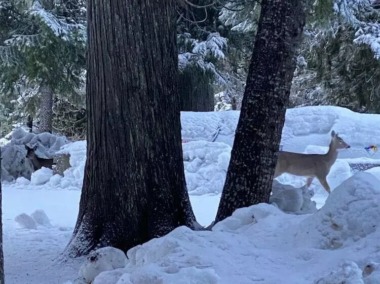 Hotelli Lochsa Lodge