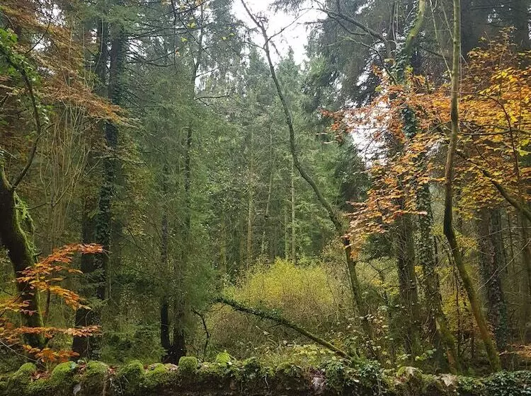 Cosy Cottage In The Blackdown Hills, Devon