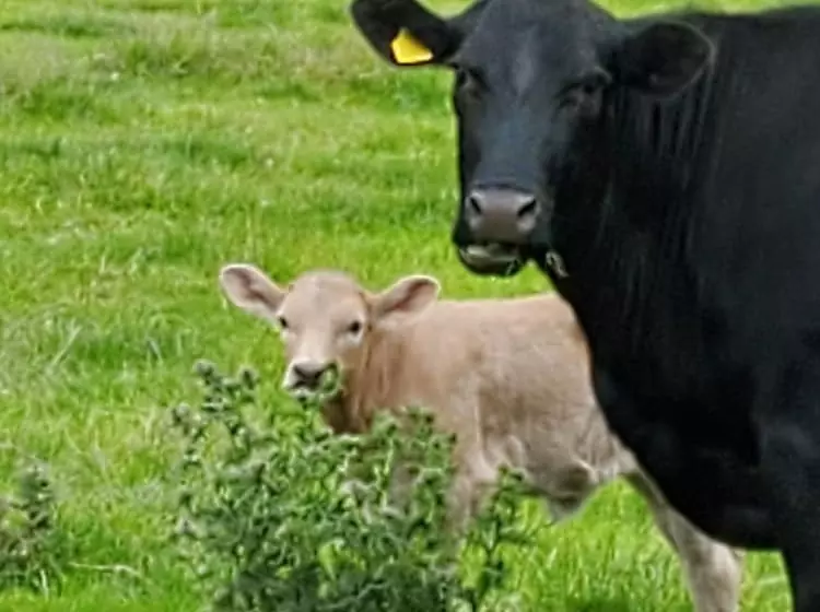 Cosy Cottage In The Blackdown Hills, Devon