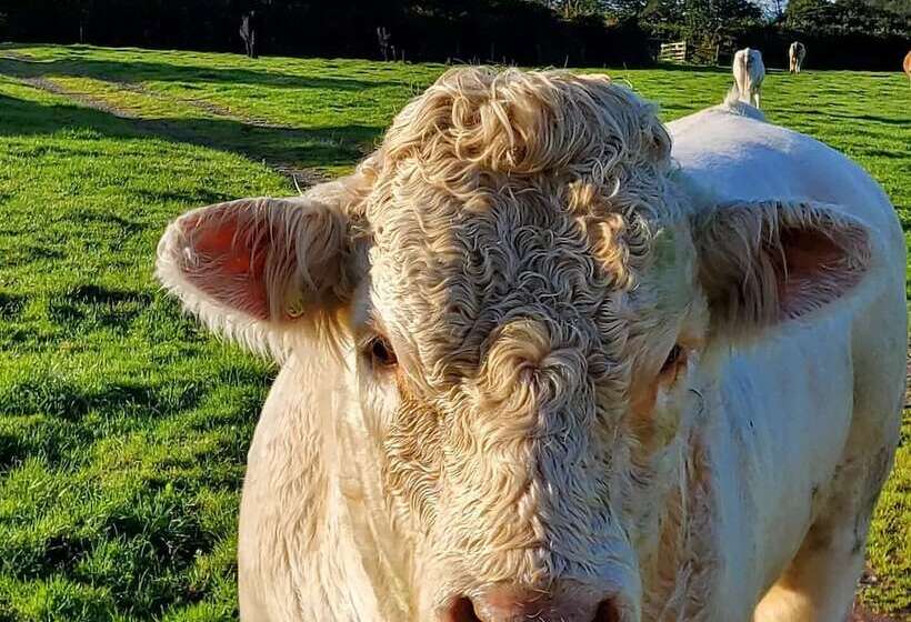 Cosy Cottage In The Blackdown Hills, Devon