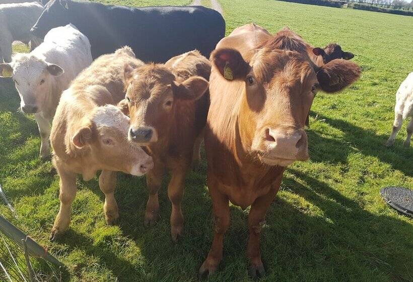Cosy Cottage In The Blackdown Hills, Devon