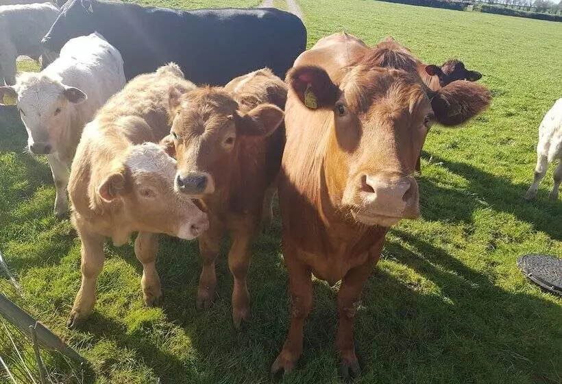 Cosy Cottage In The Blackdown Hills, Devon