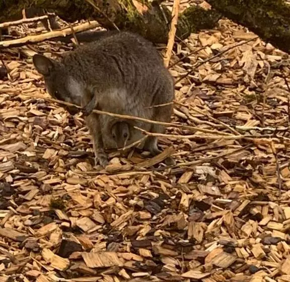 민박 Pension Schmiedhof