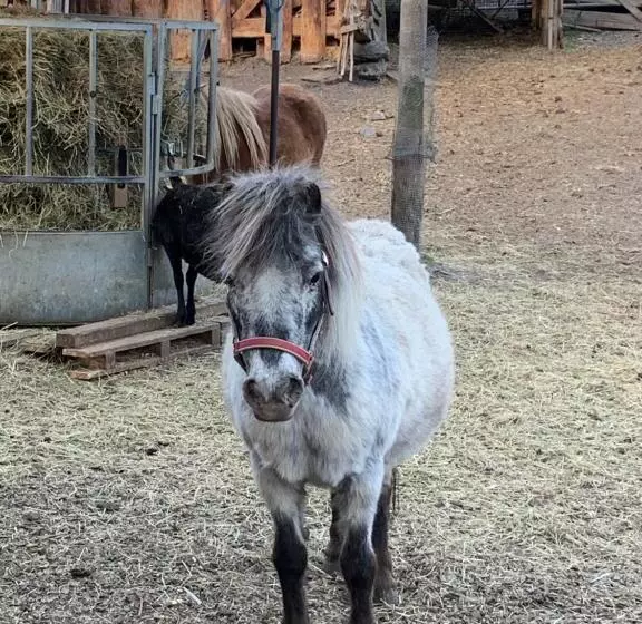 민박 Pension Schmiedhof