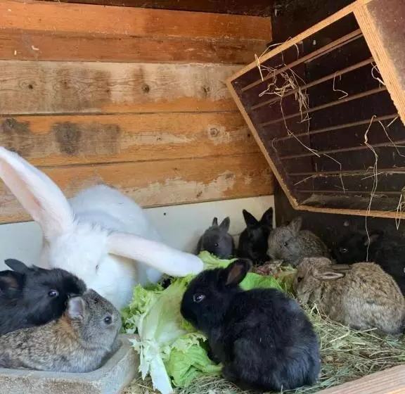 민박 Pension Schmiedhof