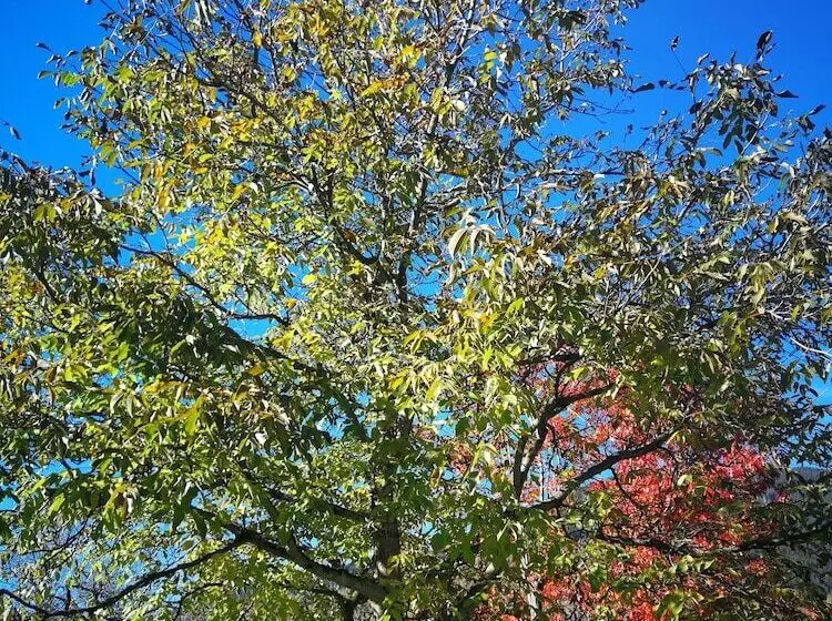 Bed and Breakfast Sportpension Thayer